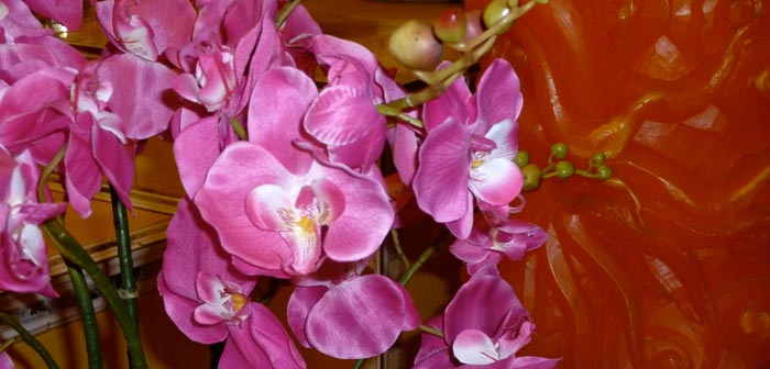 orkideer